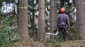 How To Cut Down A Tree Or Fell With A Chainsaw Chainsaw Larry