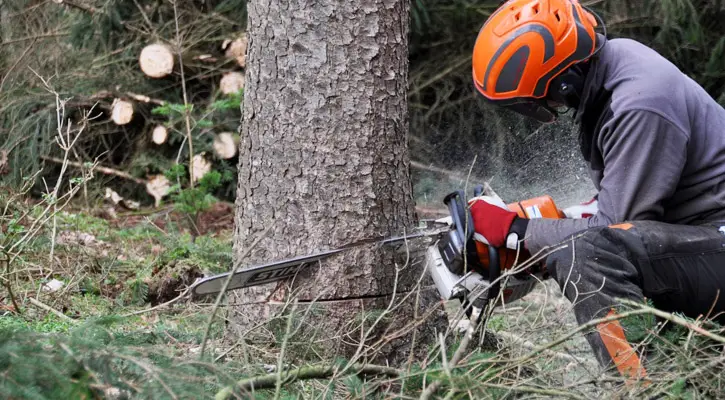 How to cut down a tree with a chainsaw